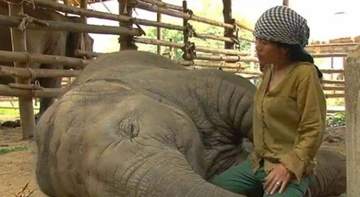 Video: Una canción de cuna ?fulmina? a un elefante