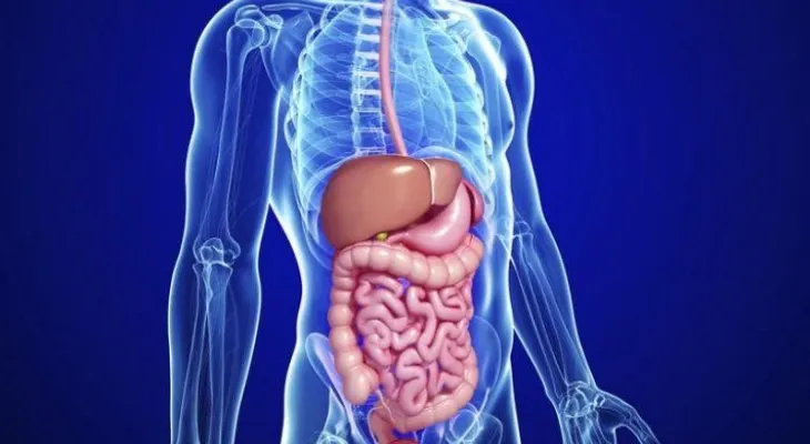 ¿Qué tan distinta puede ser la anatomía interna de dos personas?