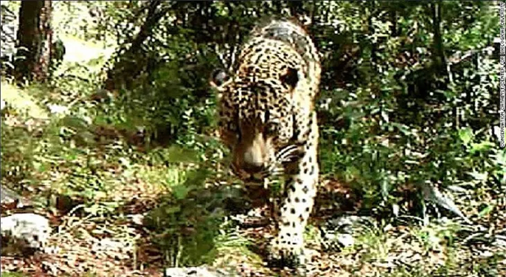 Capturan en video a un esquivo jaguar salvaje en Estados Unidos
