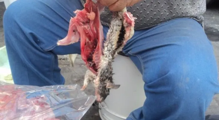 Mujeres mexicanas cocinando ratas?dicen que es un plato muy sabroso!!!