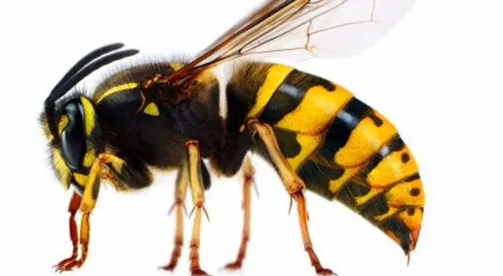 El veneno de las avispas, posible cura para el cáncer de mama