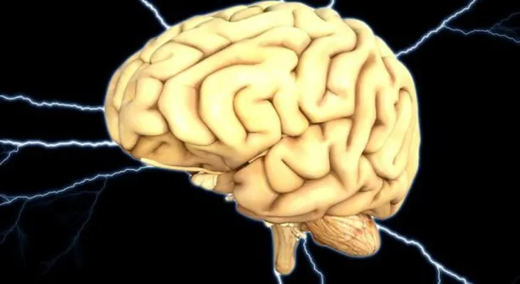  La glucosa es esencial para el funcionamiento del cerebro 