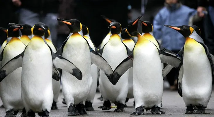 La corta aventura de los pingüinos que quisieron ser libres (VIDEO)