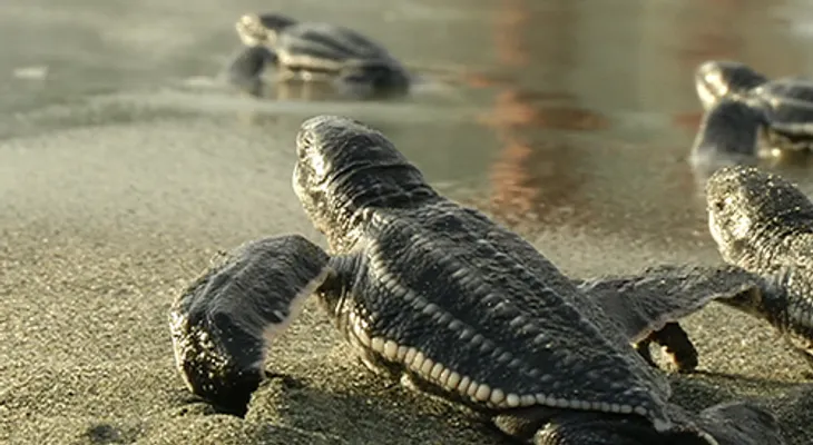 Liberan más de 60 nuevas tortugas en playa Manresa