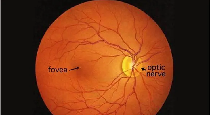 DMAE: crean células de la retina a partir de células madre