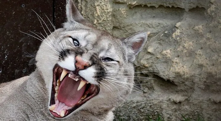 Canadá: Da un puñetazo en la cara a un puma para salvar a su perro