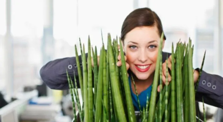 ¿Por qué las oficinas de trabajo deben tener plantas verdes?
