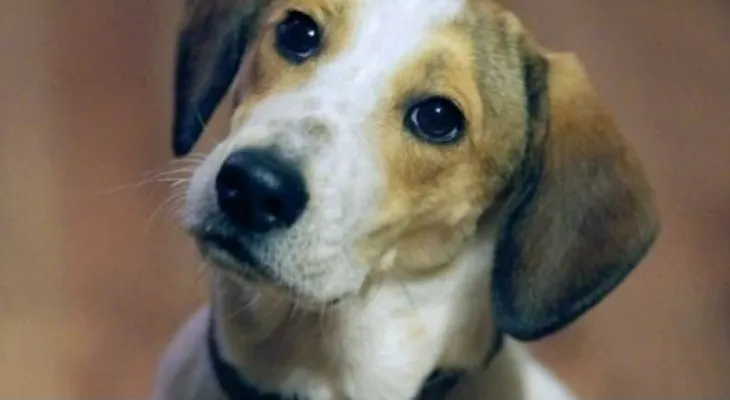 Hablar con tu mascota es señal de inteligencia