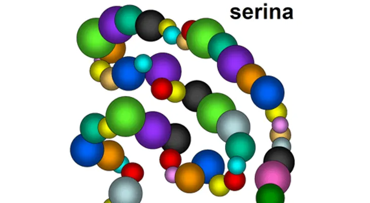 La Serina es esencial para muchas funciones del cuerpo humano 