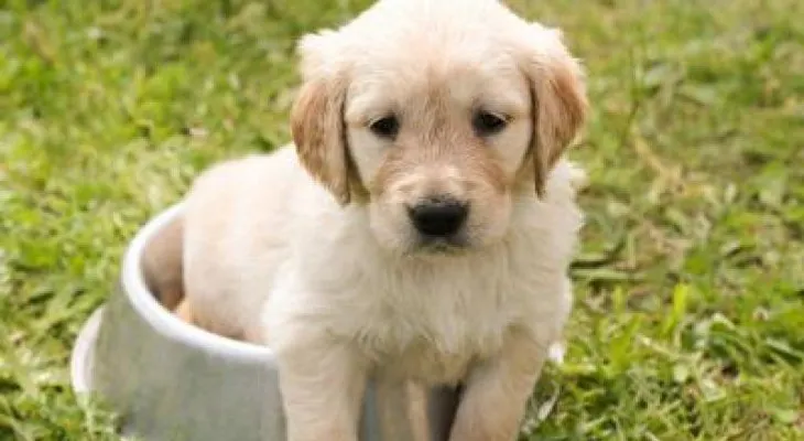 ¿Entienden los dueños a sus mascotas?