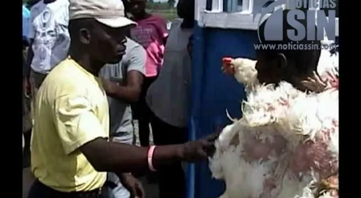 Productores advierten prohibiciones haitianas incitan al contrabando