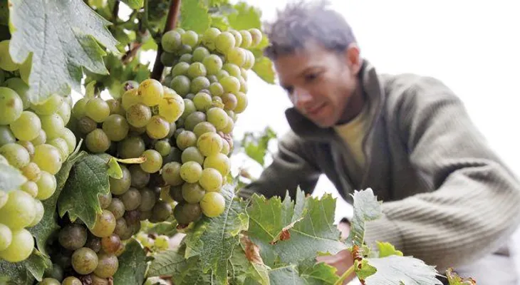 Las uvas contienen una toxina que puede ser cancerígena 