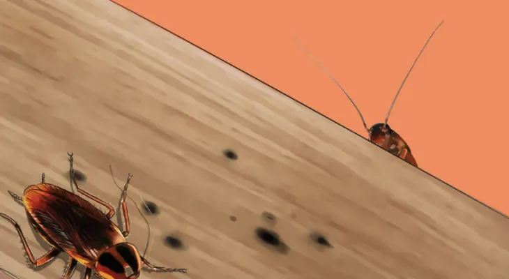 Tira este potente polvo en tu casa y las pulgas y garrapatas nunca más te molestarán !