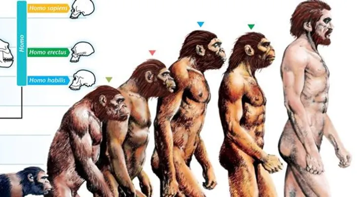 El humano evolucionó en cuatro etapas según nuevo estudio