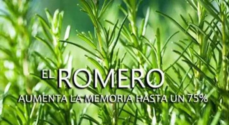 Romero milagroso para la belleza y cuidado personal; aumenta la memoria un 75%