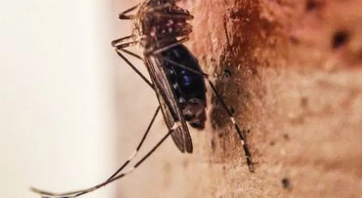 República Dominicana y Brasil reportan potenciales casos del virus Zika