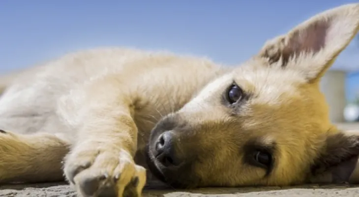 Estudio confirma que los perros se contagian del estrés de sus dueños