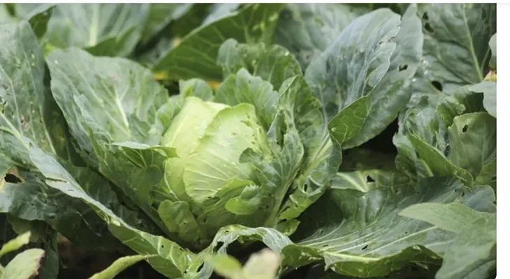 Taylor Farms retira lechuga iceberg por brote de ciclosporiasis