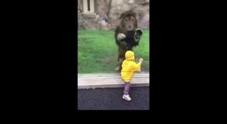 Un león se abalanza sobre un niño pero se estampa contra el vidrio