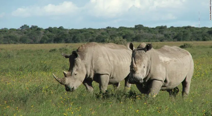 La caza ilegal de rinocerontes batió récords en África en 2015