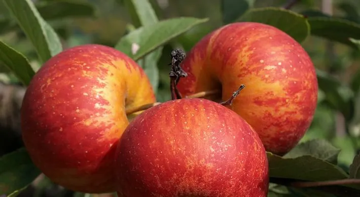 Una manzana al día para mantener a raya el colesterol