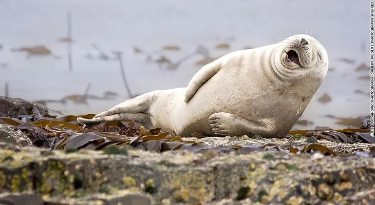 Prueba fotográfica de que los animales son más divertidos que los humanos