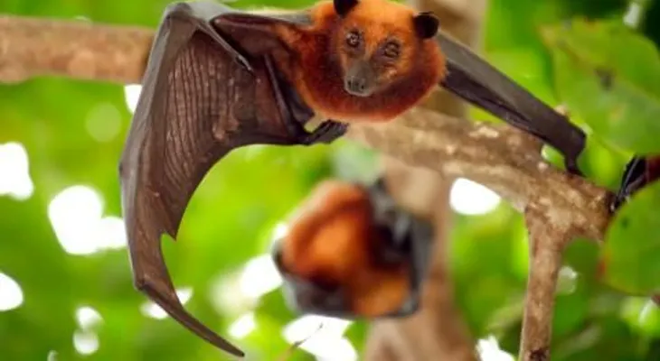 No hay tratamiento específico para afectados por el virus Nipah 