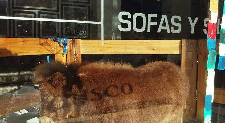 La historia de Tuco, el tierno pony cuya exhibición en un almacén indignó a Argentina