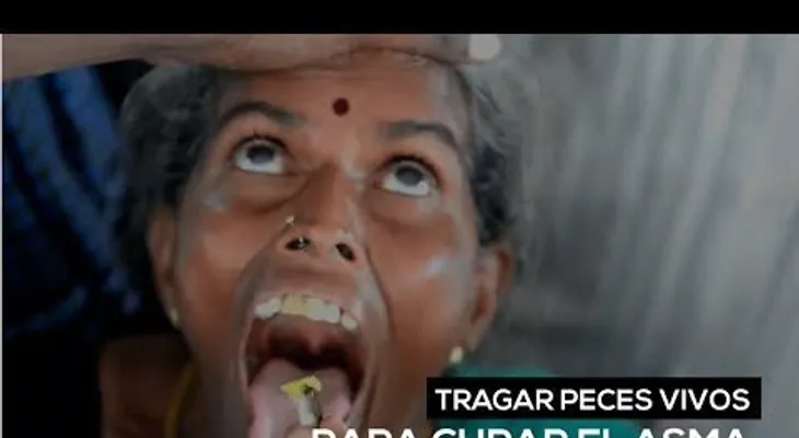 Tragar peces vivos para curar el asma