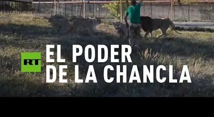Unos leones devoran a tres cazadores que querían mutilar rinocerontes en Sudáfrica