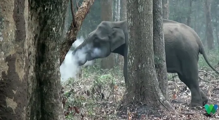 El elefante "fumador" que asombra a los científicos