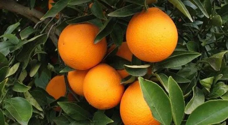 4 alimentos crudos buenos para el organismo