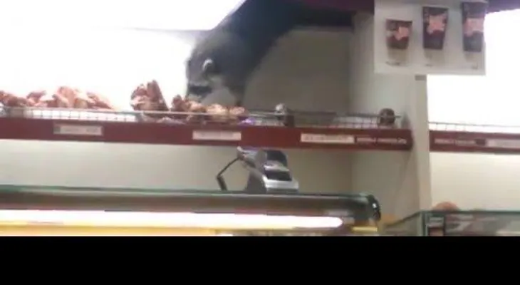 Un mapache roba un panecillo al estilo de Misión Imposible