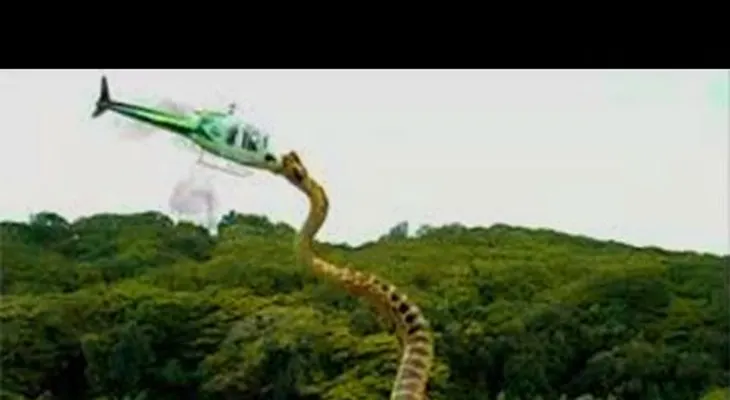 La Serpiente más grande del MUNDO encontrada en el Congo 100% real