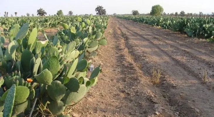 Conaleche llama a ganaderos prepararse para la sequía