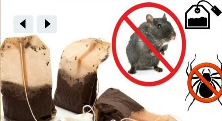 Si se utiliza una bolsa de esta nunca más verá arañas o ratones en su casa otra vez