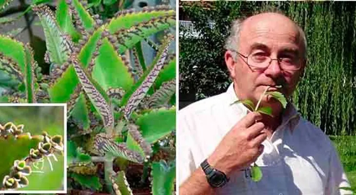 Células cancerígenas mueren instantáneamente al consumir una hoja de esta particular planta? ¡No lo podía creer!
