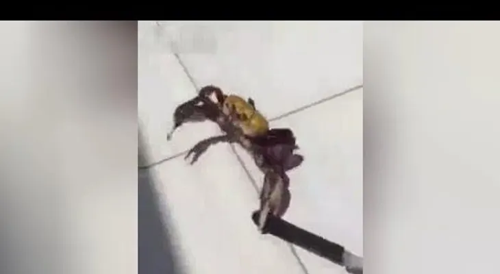 En defensa propia: un cangrejo armado con un cuchillo intenta escapar (VIDEO)