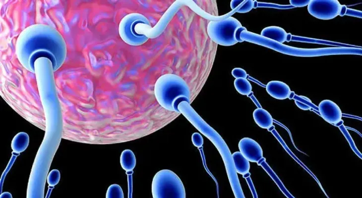 Descubren una proteína que podría mejorar los tratamientos de fertilidad