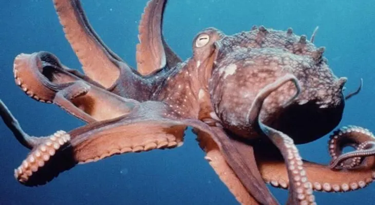 ¿Han visto caminar a un pulpo? (Video)