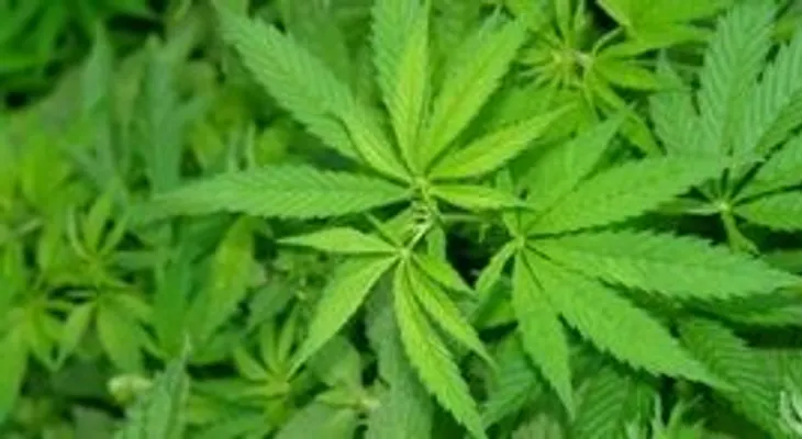 Ocupan 125 libras de marihuana y apresan a cinco hombres