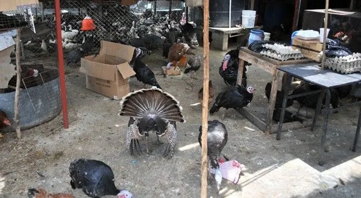 Un criadero de aves en techo de tienda