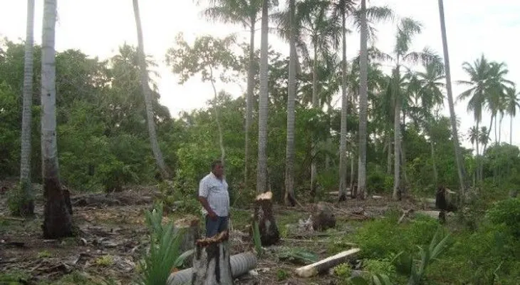 Denuncian tala de árboles en loma de Barahona