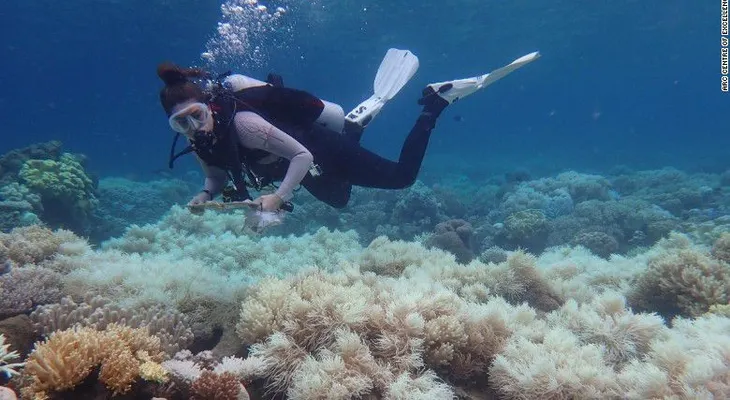 La Gran Barrera de Coral de Australia agoniza mientras los mares se calientan