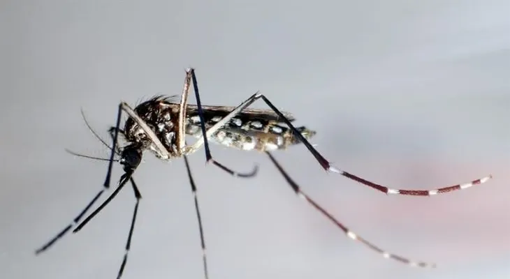 Brasil presenta un test que diagnostica el virus del Zika en 20 minutos