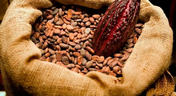 El cacao retrasa avance diabetes tipo 2