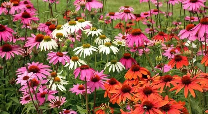 Dile adiós al resfriado con la planta de echinacea