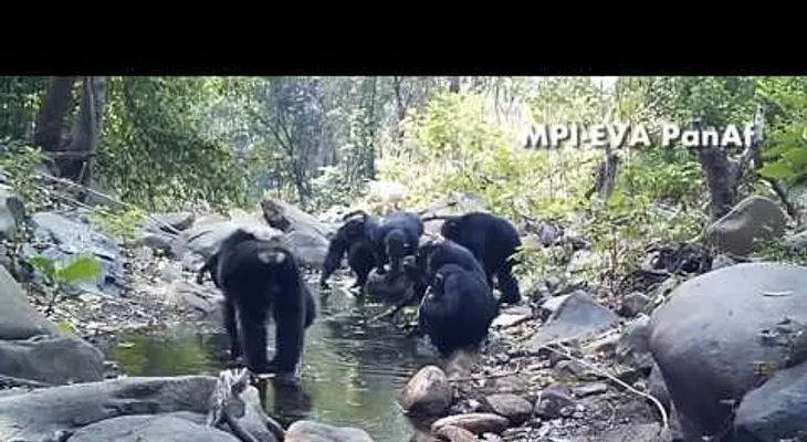 Observan a los chimpancés haciendo algo nunca visto...(VIDEO)
