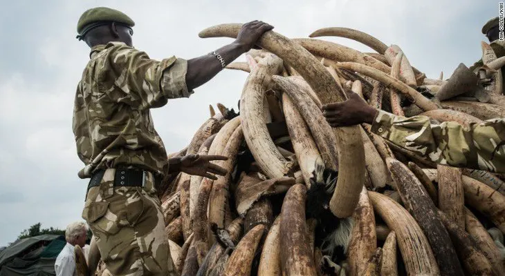 Kenya quemará toneladas de marfil por un valor de 170 millones de dólares