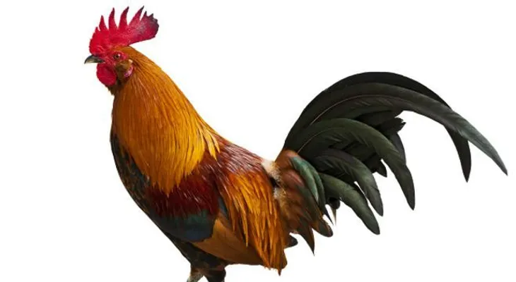 El periplo del pollo: salió de la selva peleando y fue despreciado por doquier hasta que conquistó el mundo